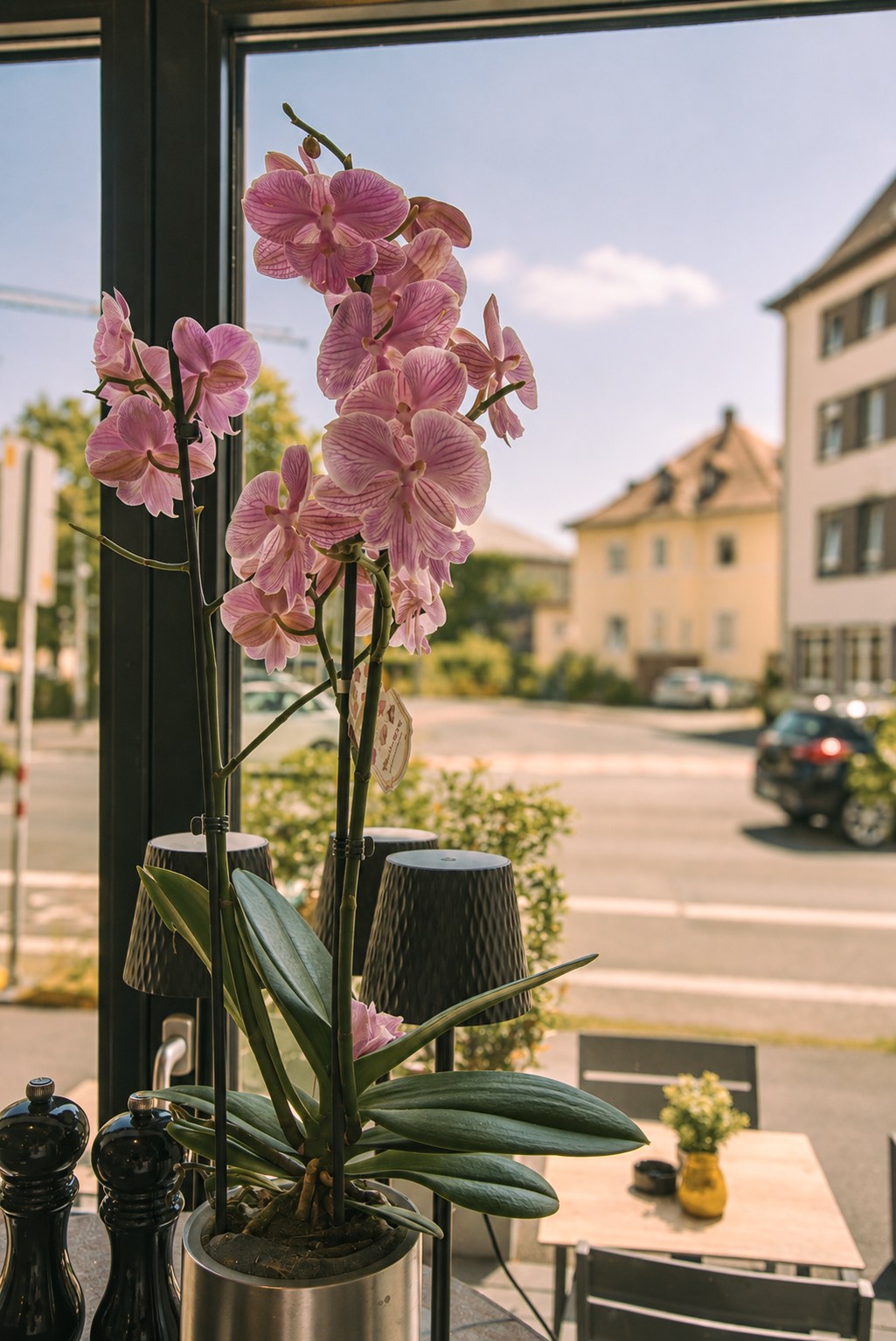Blühende Orchidee vor dem Fenster des Restaurants.